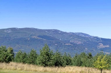Bulgaristan 'ın Vitosha Dağı' nın arka planında Plana Dağı 'nda sonbahar çayırı ve ormanlarıyla güzel bir manzara 