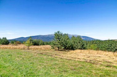 Bulgaristan 'ın Vitosha Dağı' nın arka planında Plana Dağı 'nda sonbahar çayırı ve ormanlarıyla güzel bir manzara  