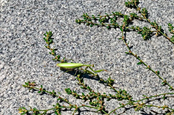 緑の祈りのカマキリ昆虫 ソフィア ブルガリアの詳細を閉じる — ストック写真