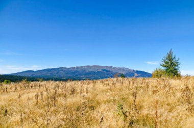 Bulgaristan 'ın Vitosha Dağı' nın arka planında Plana Dağı 'nda sonbahar çayırı ve ormanlarıyla güzel bir manzara 