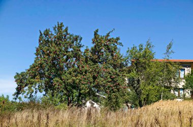 Arka planda beyaz kır evi olan elma ağacı manzarası, Plana dağı, Bulgaristan  