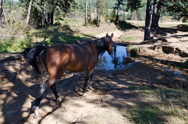 Horses Watering Hole Planshtitsa River Plana Mountain Bulgaria — Stock Photo, Image