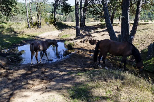 Paarden Bij Een Drinkplaats Planshtitsa Rivier Plana Berg Bulgarije — Stockfoto