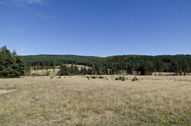 Planshtitsa Nehri, Plana Dağı, Bulgaristan boyunca sonbahar çayırı ve kozalaklı orman  