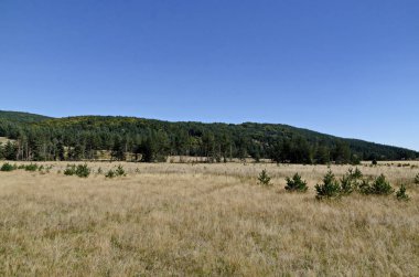 Planshtitsa Nehri, Plana Dağı, Bulgaristan boyunca sonbahar çayırı ve kozalaklı orman  