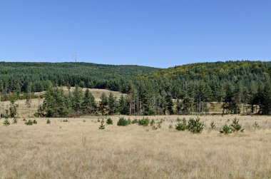 Planshtitsa Nehri, Plana Dağı, Bulgaristan boyunca sonbahar çayırı ve kozalaklı orman  