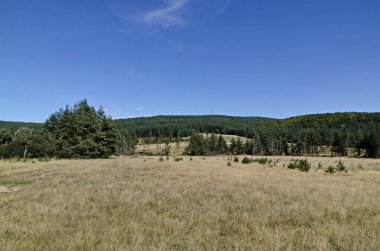 Planshtitsa Nehri, Plana Dağı, Bulgaristan boyunca sonbahar çayırı ve kozalaklı orman  