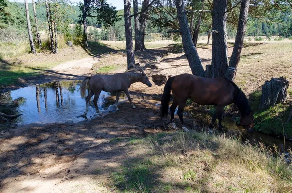 Paarden Bij Een Drinkplaats Planshtitsa Rivier Plana Berg Bulgarije — Stockfoto