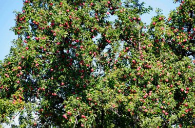 Kırmızı olgun meyveli bir elma ağacının bahçe manzarası, Plana dağı, Bulgaristan  