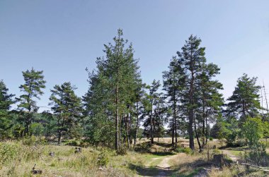 Bulgaristan 'ın Plana dağındaki güzel sonbahar çayırı ve ormanı manzarası