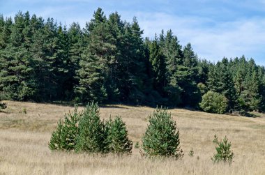 Bulgaristan 'ın Plana dağındaki güzel sonbahar çayırı ve ormanı manzarası