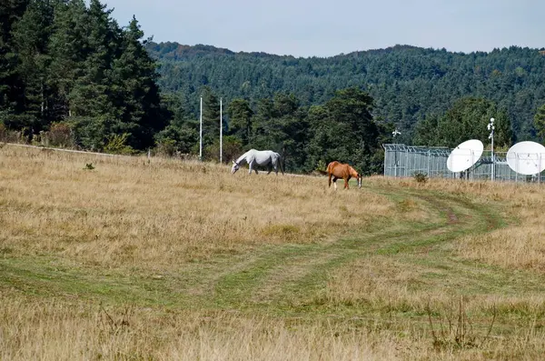 Paisagem Montanhosa Belos Cavalos Prado Outono Montanha Plana Bulgária — Fotografia de Stock