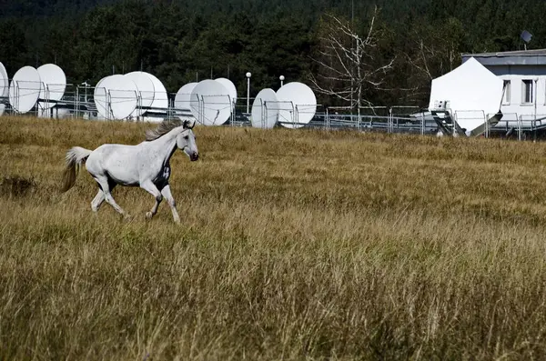 Paisagem Montanhosa Belos Cavalos Prado Outono Montanha Plana Bulgária — Fotografia de Stock