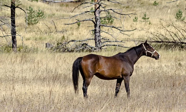 Berglandschap Prachtige Paarden Een Herfstweide Plana Berg Bulgarije — Stockfoto