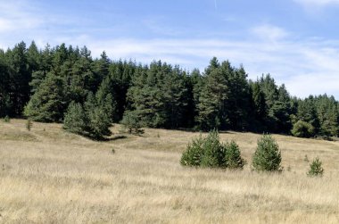 Bulgaristan 'ın Plana dağındaki güzel sonbahar çayırı ve ormanı manzarası 