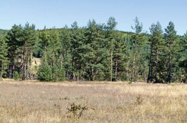 Bulgaristan 'ın Plana dağındaki güzel sonbahar çayırı ve ormanı manzarası 