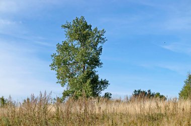 Beautiful landscape of autumn meadow and birch tree with green leaves in Plana mountain, Bulgaria 