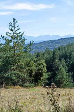 Bulgaristan 'ın Rila Dağı' nın arka planındaki Plana Dağı 'ndaki güzel sonbahar çayırı ve ormanı manzarası  