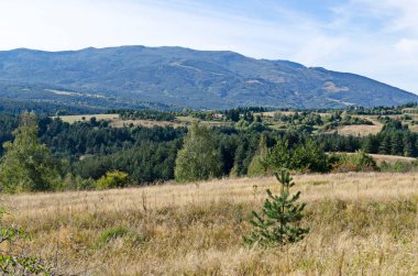Bulgaristan 'ın Vitosha Dağı' nın arka planındaki Plana Dağı 'ndaki güzel sonbahar çayırı ve ormanı manzarası 