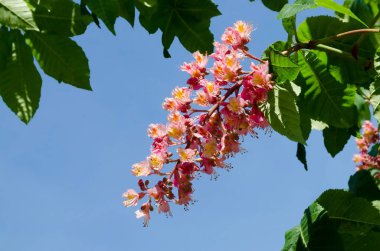 Kırmızı Atkestanesi, Aesculus hippocastanum veya sincap ağaç çiçek ve yaprak, Sofia, Bulgaristan 