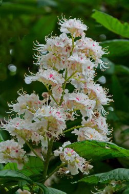 Beyaz at-kestane, Aesculus hippocastanum veya çiçek ve yaprak ile Conker ağacı, Sofya, Bulgaristan 