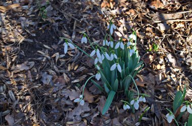 Baharın başlarında bahçede taze beyaz kar damlaları, Sofya ve Bulgaristan 
