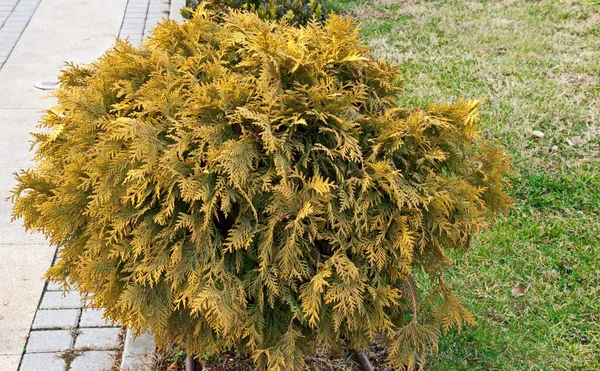 stock image Part of the Flower Garden with Western red cedar tree at Lion`s Bridge over Vladaya river, Sofia, Bulgaria 