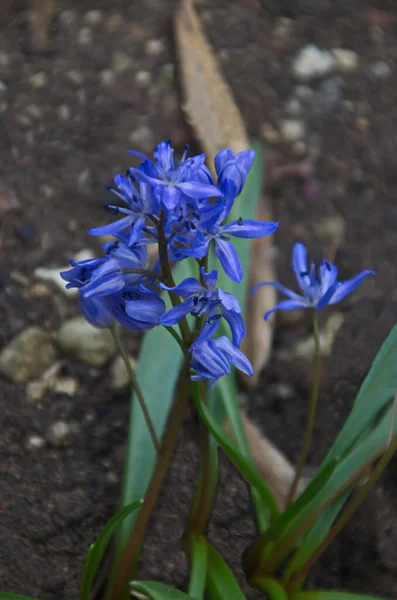 ブルガリア ソフィアの庭に咲く美しい春の青いシラ ビフォリア — ストック写真