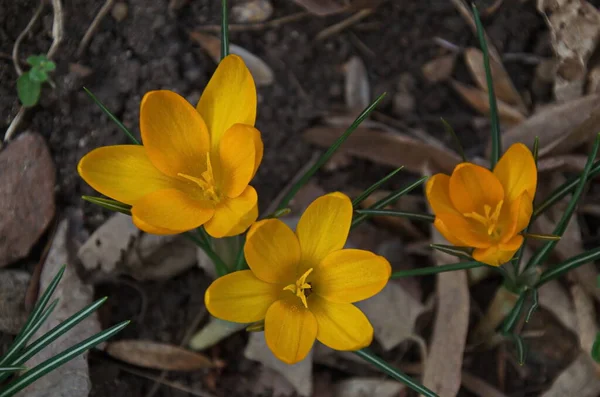 Bela Primavera Amarelo Crocus Jardim Sofia Bulgária — Fotografia de Stock