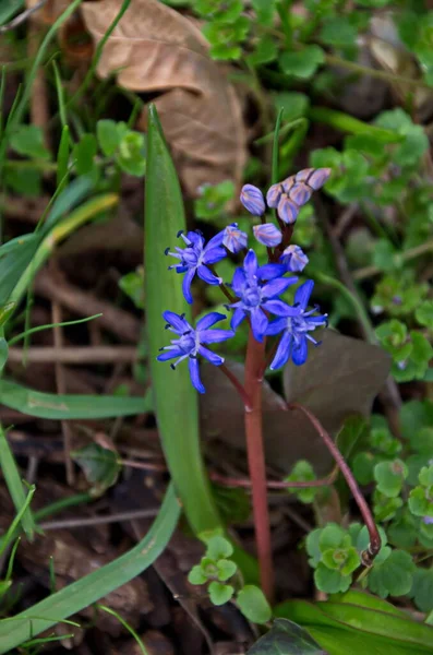 Hermosa Primavera Azul Scilla Bifolia Flor Jardín Sofía Bulgaria — Foto de Stock