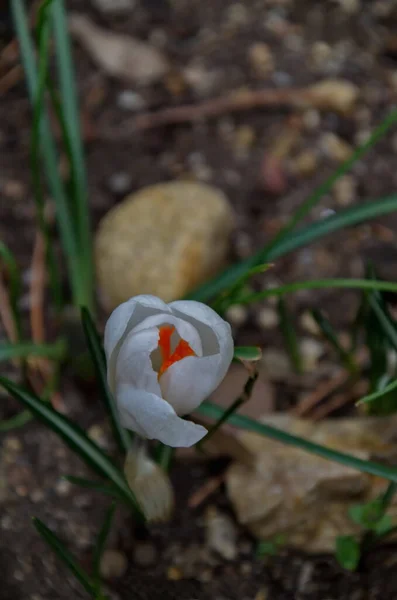 Весенний Белый Крокус Саду София Болгария — стоковое фото