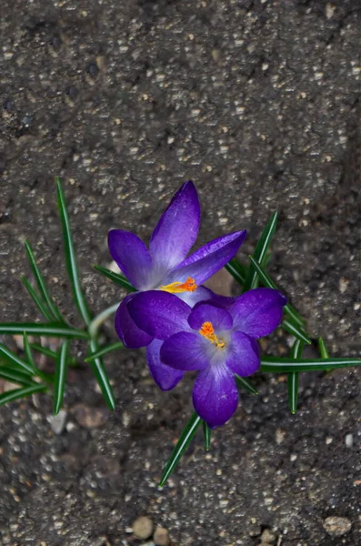 Весенний Фиолетовый Крокус Саду София Болгария — стоковое фото