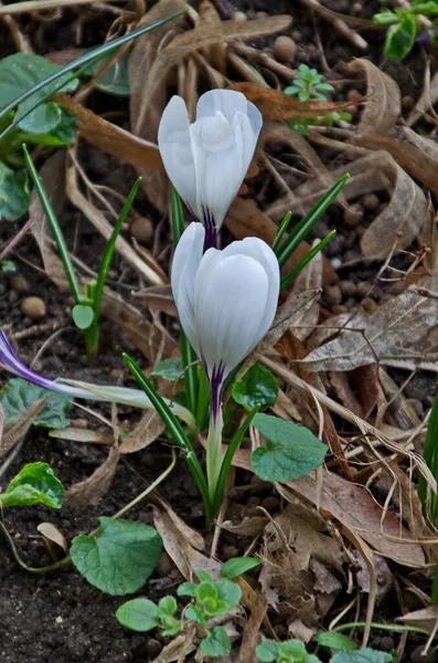 Gyönyörű Tavaszi Fehér Crocus Kertben Szófia Bulgária — Stock Fotó