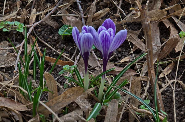 Bella Primavera Croco Viola Nel Giardino Sofia Bulgaria — Foto Stock