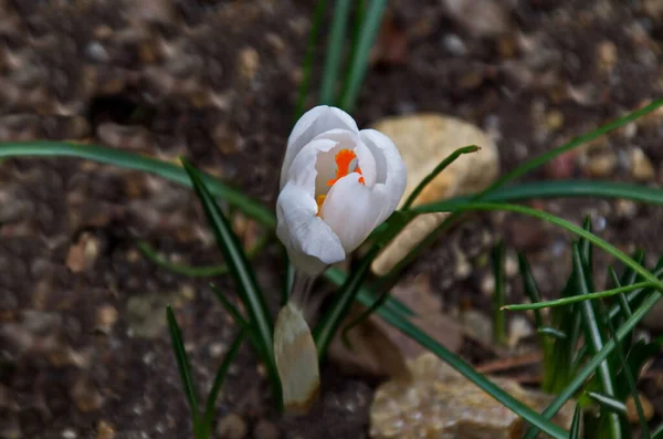 Весенний Белый Крокус Саду София Болгария — стоковое фото