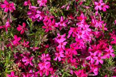 Avludaki kaya bahçesinde Kızıl Campion kır çiçekleri veya Silene dioica çiçek açtı, Sofya, Bulgaristan