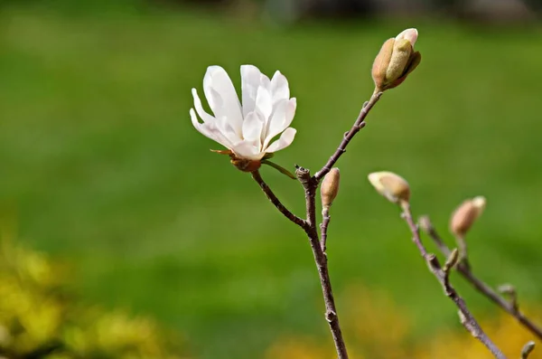 Twig White Bloom Leaves Magnolia Tree Springtime Garden Sofia Bulgaria — Stock Photo, Image