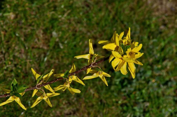 Flowering Forsythia yellow bush in springtime in the garden, Sofia city, Bulgaria