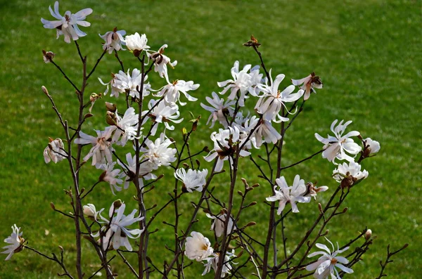 Κλαδί Άσπρη Άνθιση Και Φύλλα Του Δέντρο Magnolia Την Άνοιξη — Φωτογραφία Αρχείου