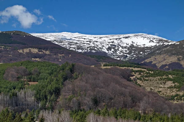 Beau Paysage Clairière Printanière Forêt Dans Montagne Vitosha Bulgarie — Photo