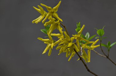 Baharda Sofya kenti, Bulgaristan 'da, baharda çiçek açan sarı çalı  