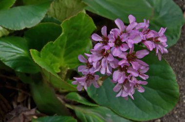 Magenta Bergenia cordifolia, Bergenia crassifolia, Badan veya Sibirya çayı yeşil yapraklarla dolup taşıyor, Sofya, Bulgaristan  