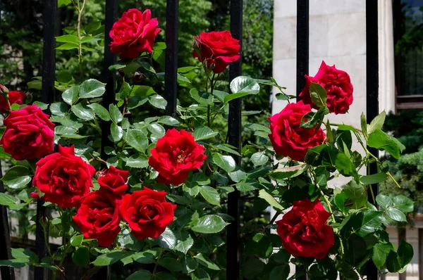 Blommande Hög Ros Buske Med Röda Blommor Trädgården Sofia Bulgarien — Stockfoto