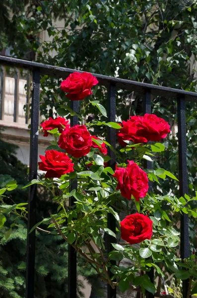 Floreciente Rosal Alta Con Flores Rojas Jardín Sofía Bulgaria — Foto de Stock
