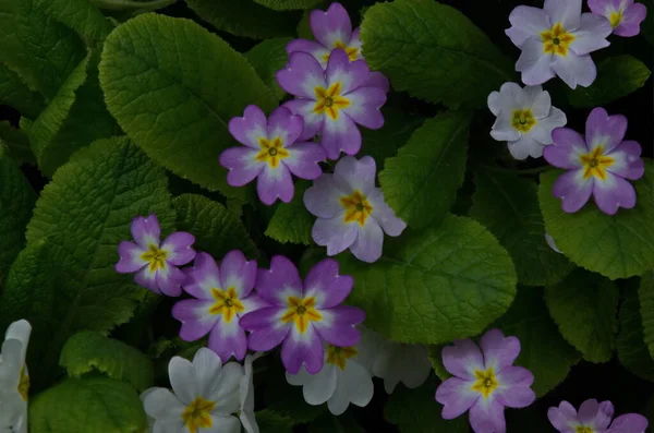 ベッド ソフィア ブルガリアの紫と白のプリムラ バルガリスの花の小さなグループ — ストック写真