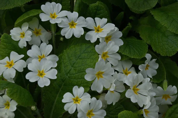Bahçedeki Küçük Bir Grup Beyaz Çuha Çiçeği Veya Primula Vulgaris — Stok fotoğraf