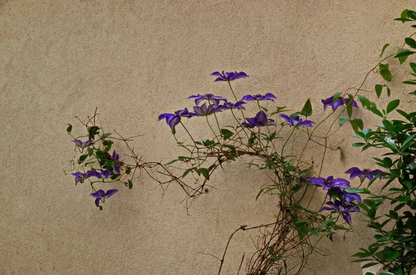 Purple Clematis Bloom Natural Outdoor Garden Sofia Bulgaria — Stock Photo, Image