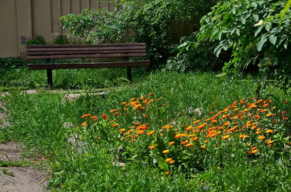 Banc Bois Dans Authentique Jardin Fleuri Avec Nature Ravivée Printemps — Photo