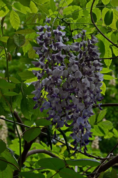 Vista Glicina Púrpura Con Flores Hojas Parque Sofía Bulgaria —  Fotos de Stock