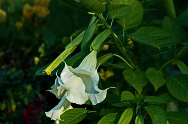  Beyaz Calystegia silvatica çiçeğini, ipomoea obscura 'yı ya da ayrıca Sabah Zaferi ve Pembe Tuvalet olarak da bilinen Bulgaristan, Sofya' daki bahçeyi kapatın. 